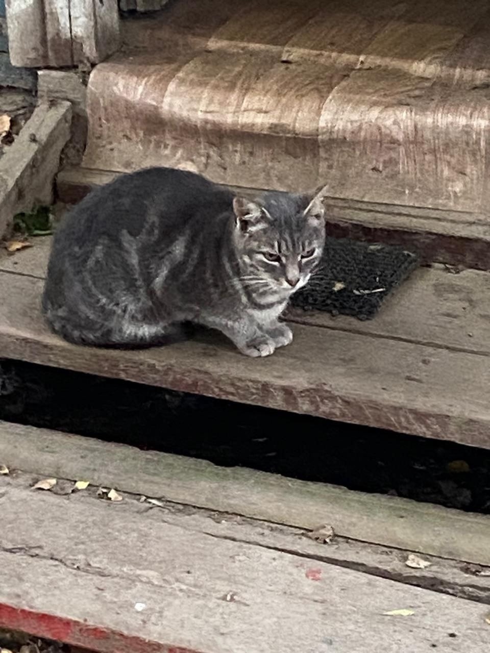 Найдена кошка в Солнечногорске — фото объявления