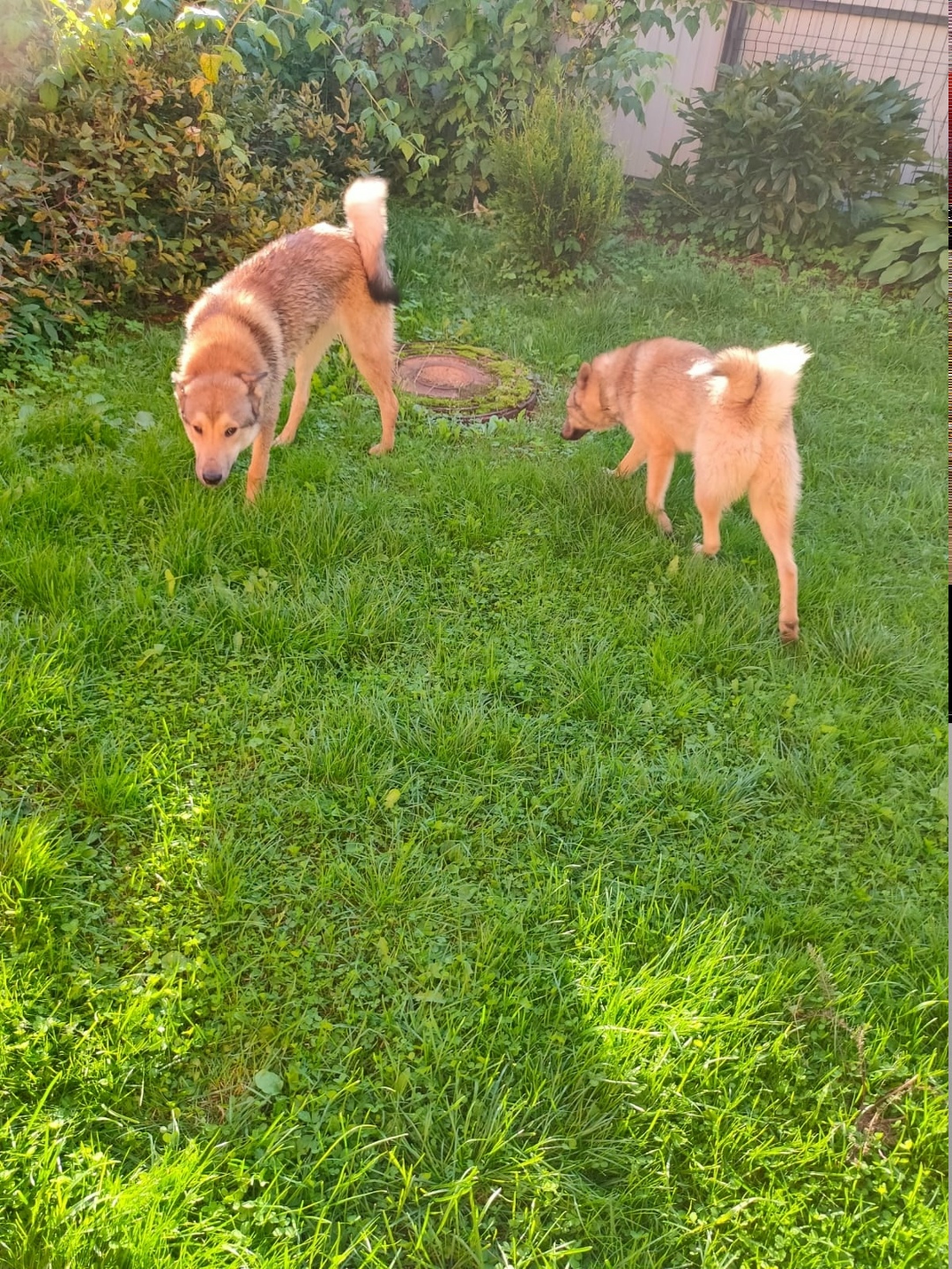Пропала собака в Солнечногорске — фото объявления