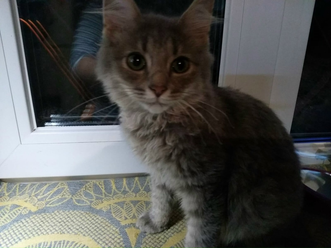Найдена кошка в Солнечногорске — фото объявления
