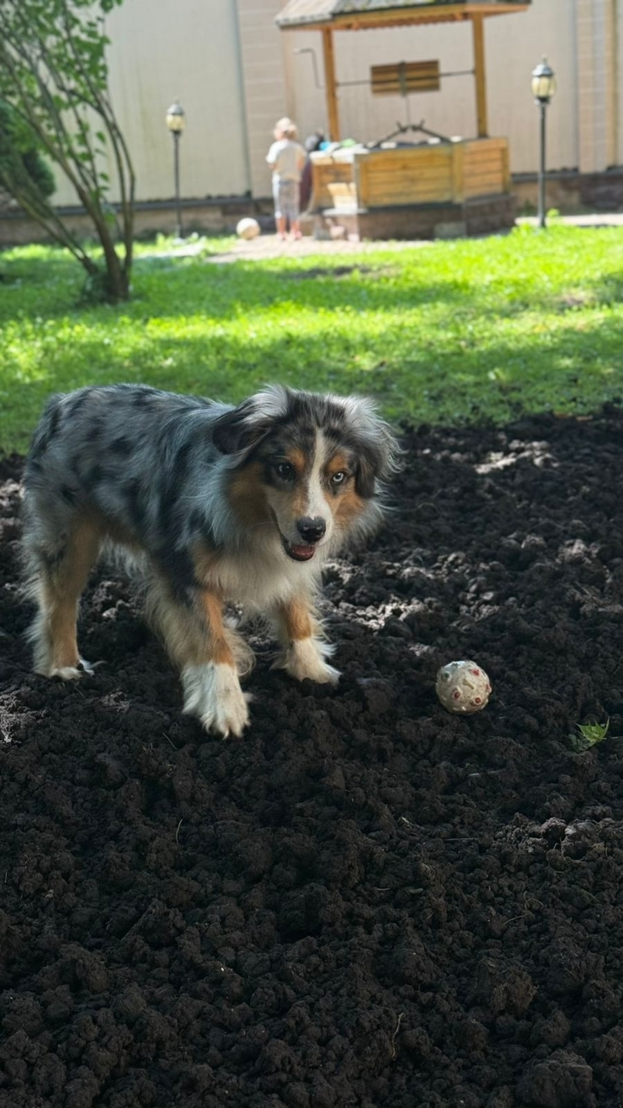 Пропала собака в Солнечногорске — фото объявления