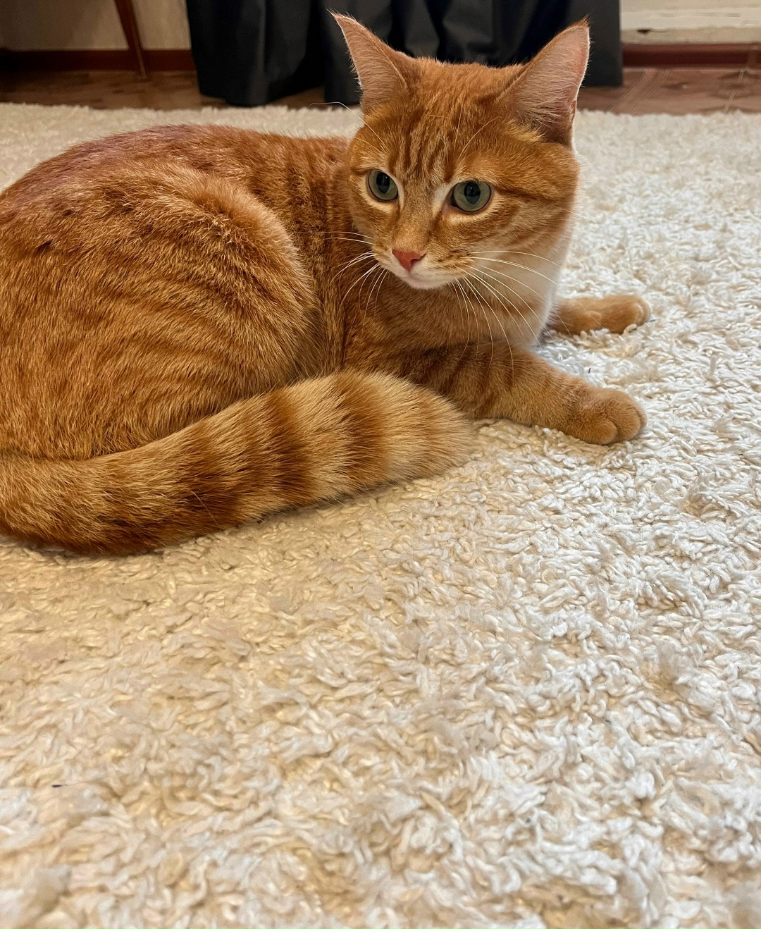 Найдена кошка в Снежинске — фото объявления