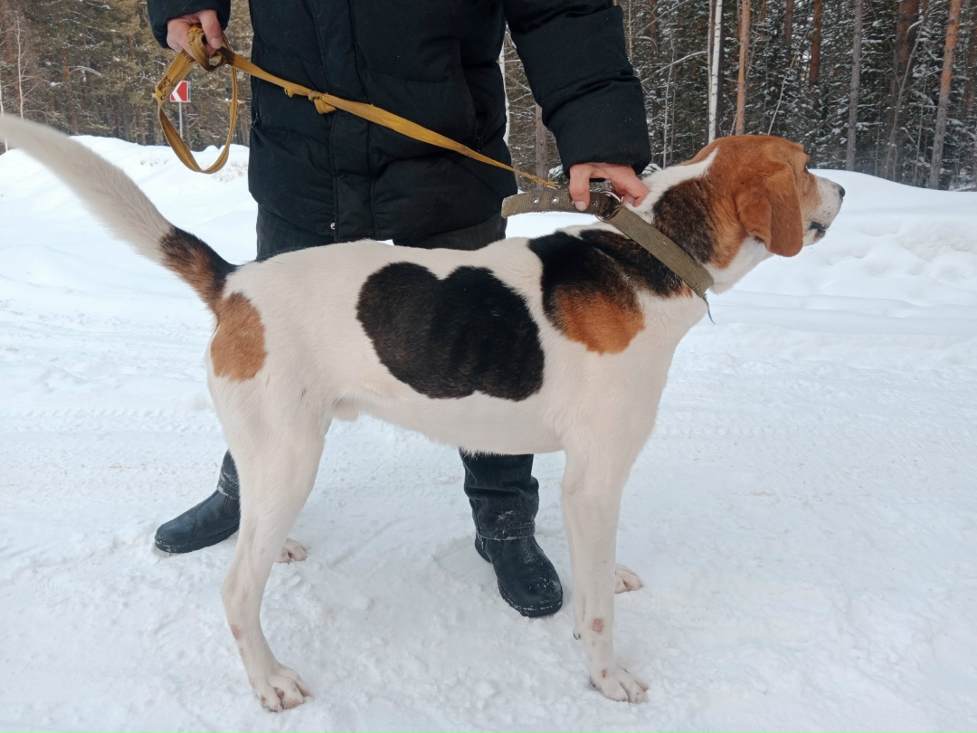 Найдена собака в Снежинске — фото объявления