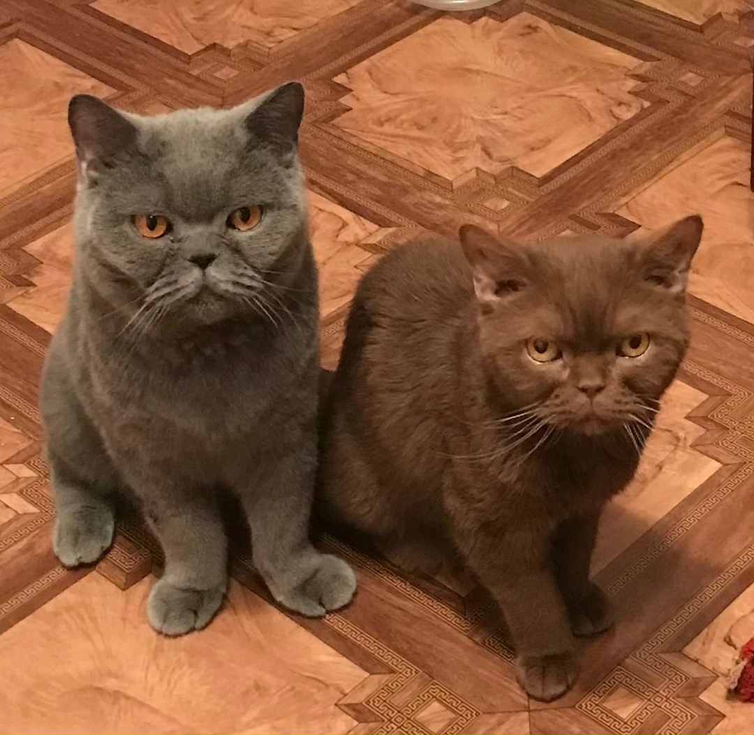 Найдена собака в Снежинске — фото объявления