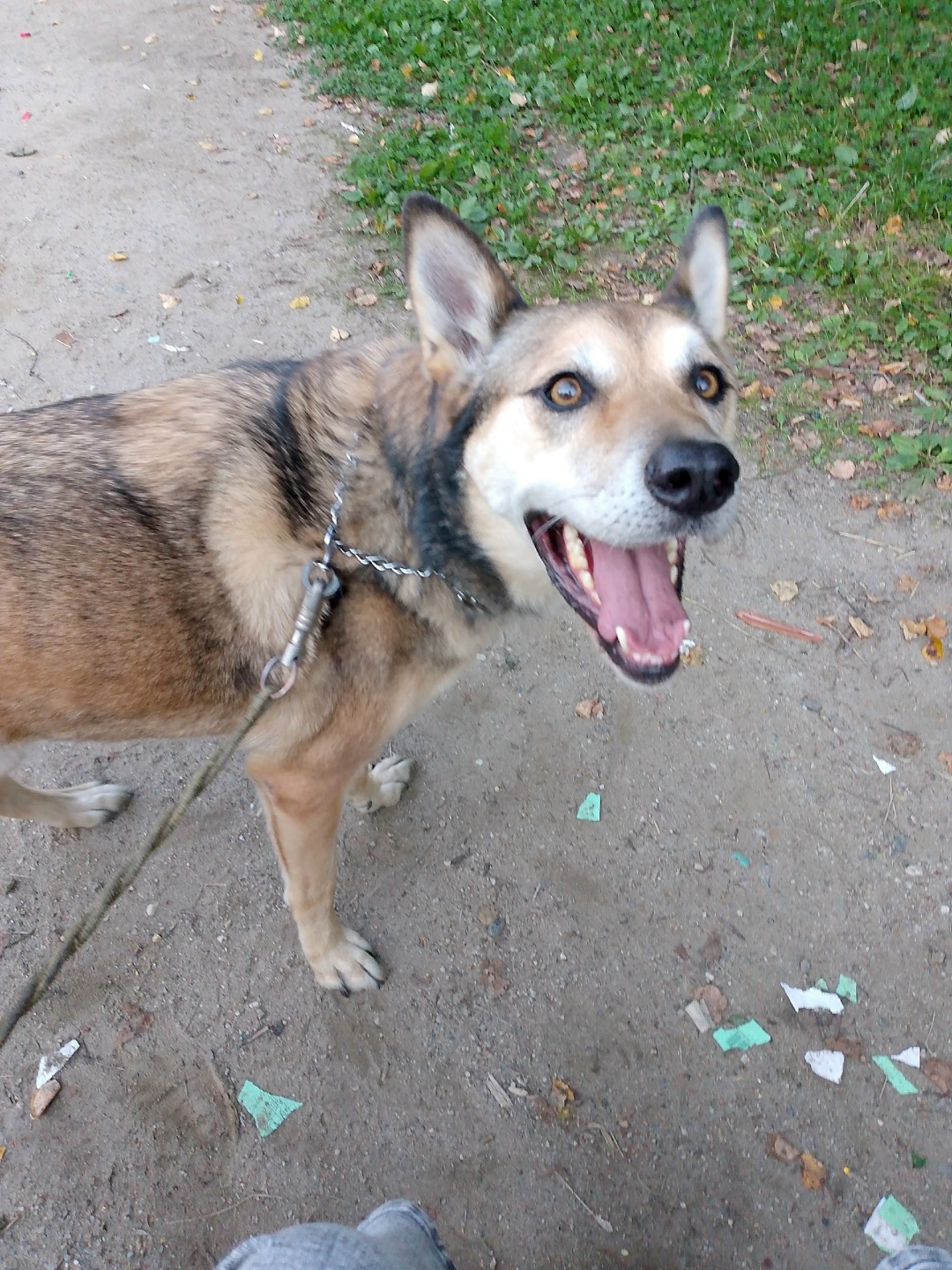 Найдена собака в Снежинске — фото объявления