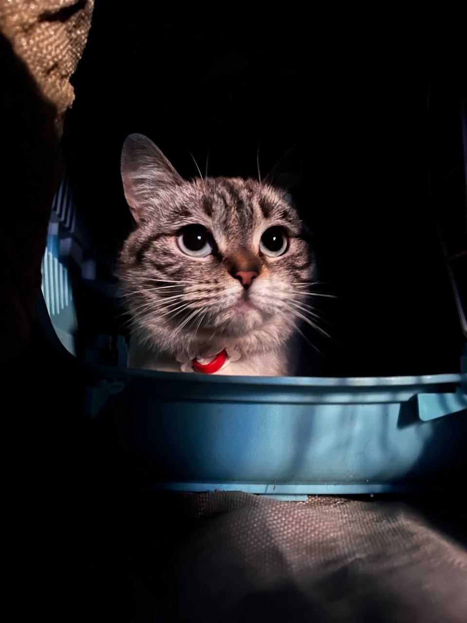 Найдена собака в Снежинске — фото объявления