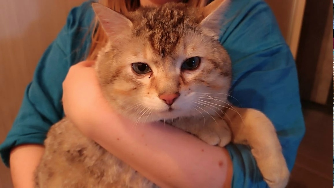 Найдена кошка в Снежинске — фото объявления