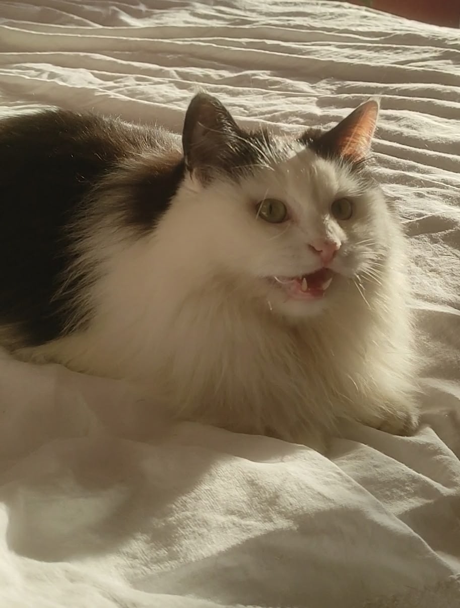 Пропала кошка в Снежинске — фото объявления