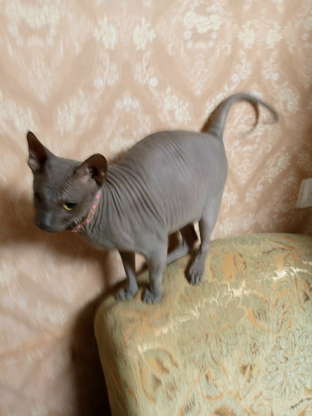 Найдена кошка в Снежинске — фото объявления