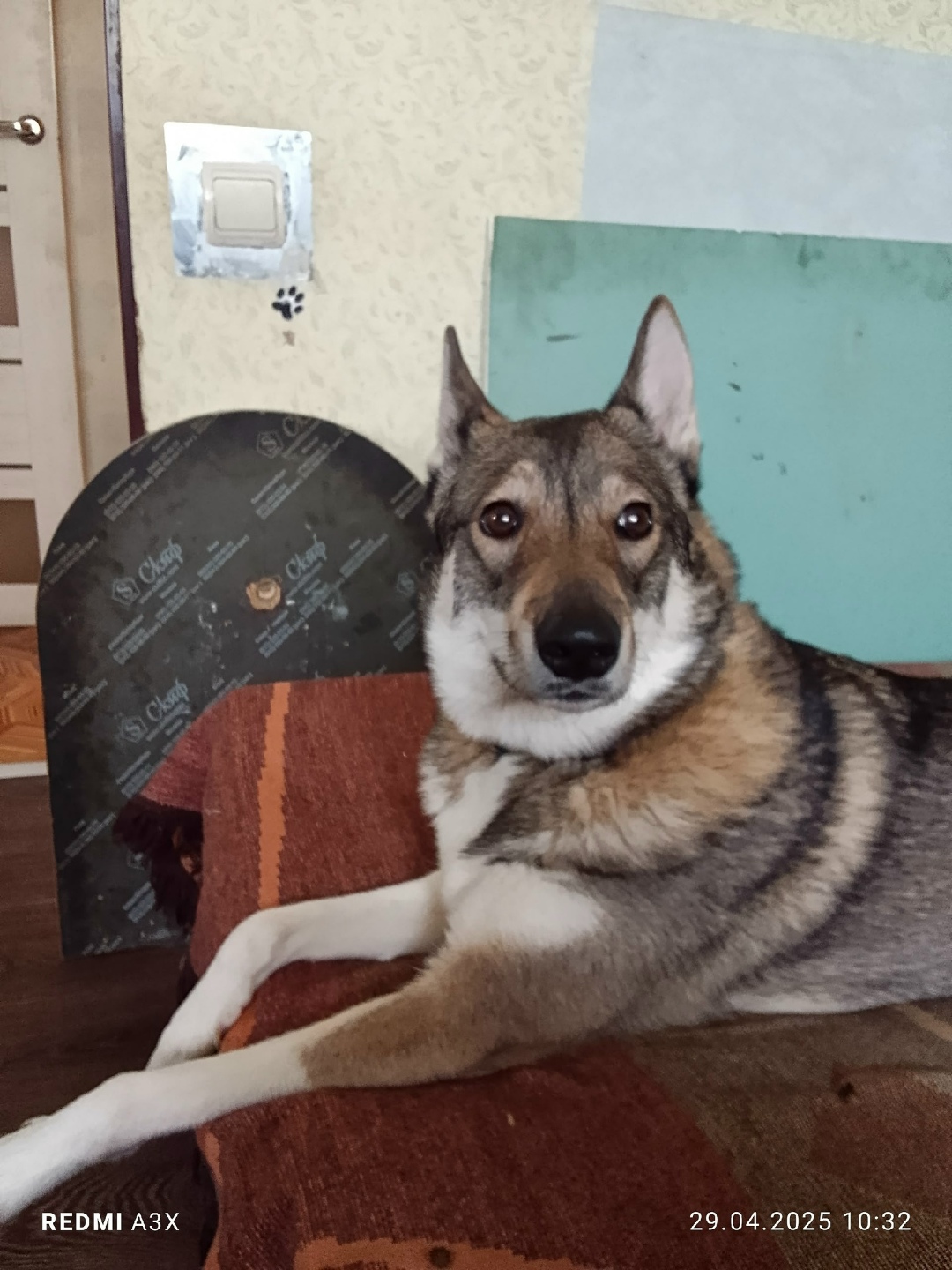 Пропала собака в Снежинске — фото объявления