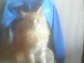 Пропала собака в Снежинске — фото объявления