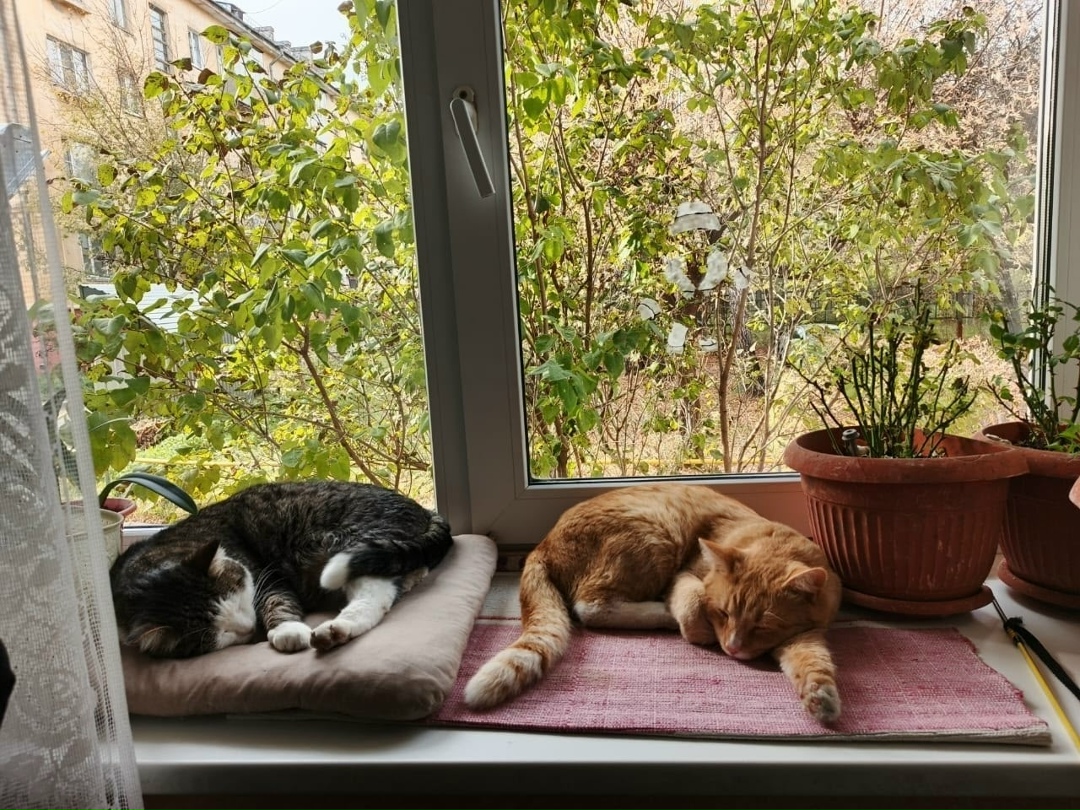 Пропала кошка в Снежинске — фото объявления