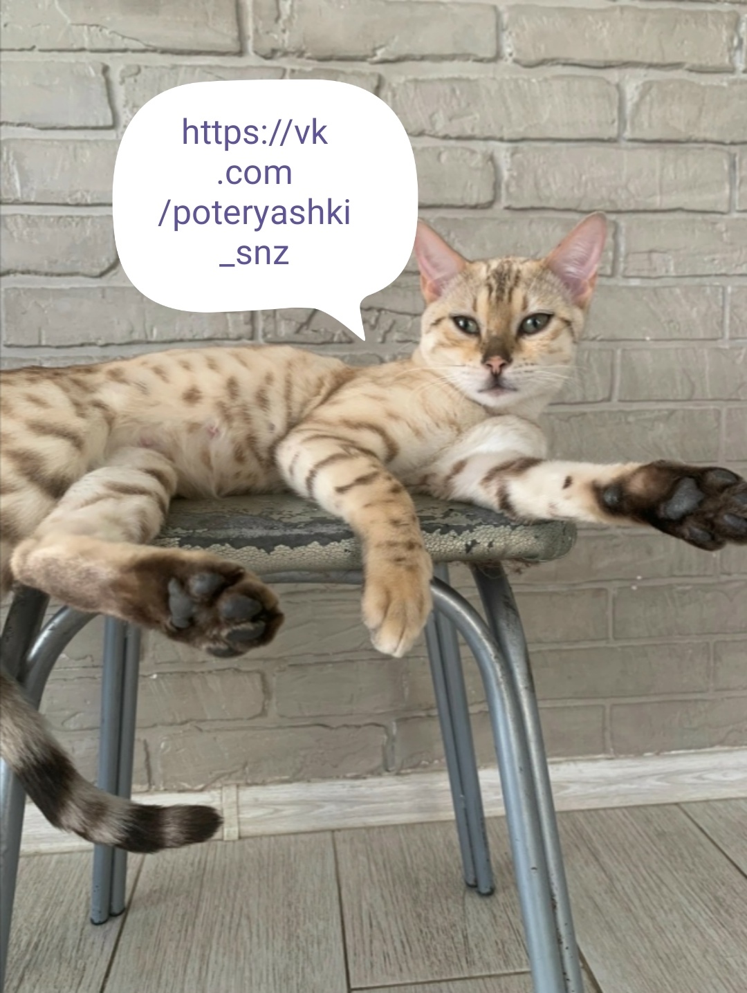 Пропала кошка в Снежинске — фото объявления