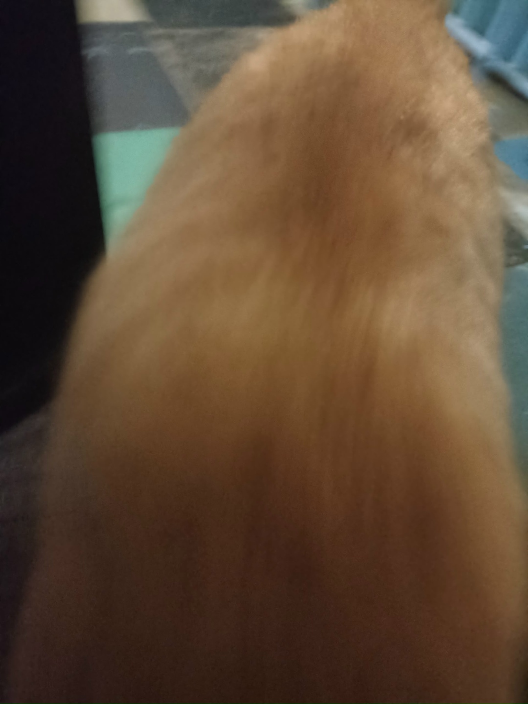 Пропала кошка в Снежинске — фото объявления