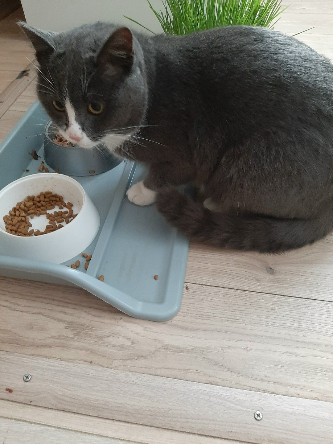 Найдена кошка в Снежинске — фото объявления