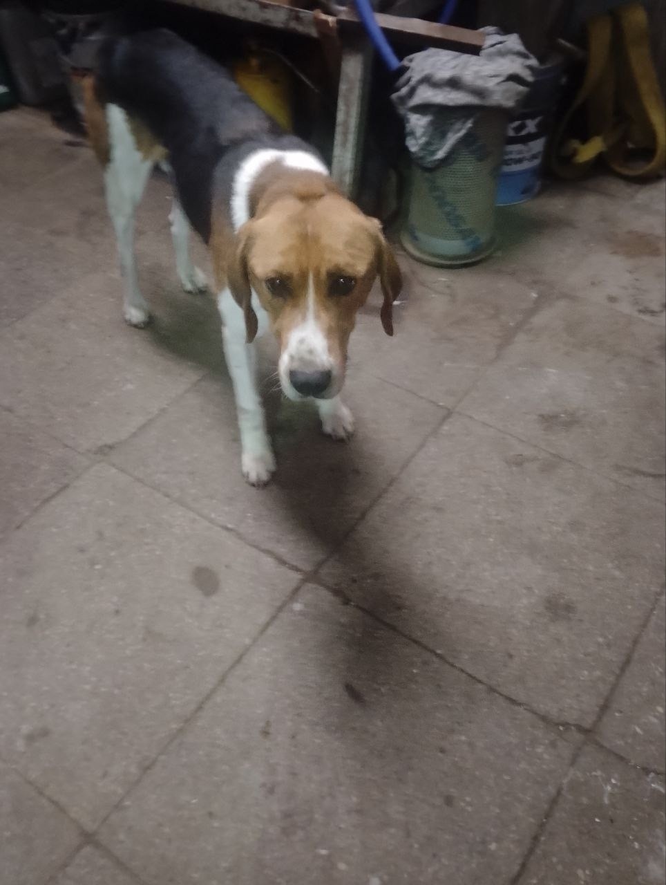 Найдена собака в Снежинске — фото объявления