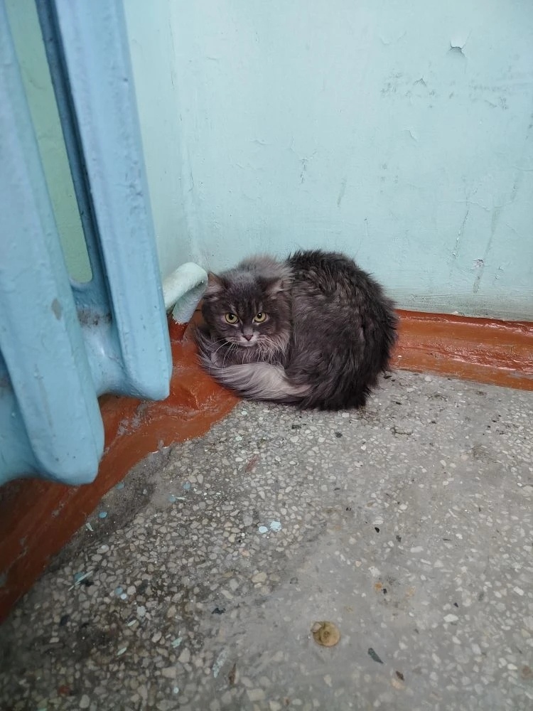 Найдена собака в Снежинске — фото объявления