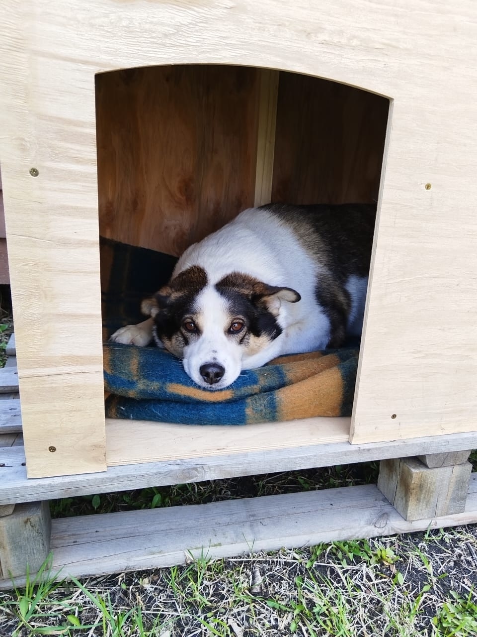 Пропала собака в Каменске-Уральском — фото объявления
