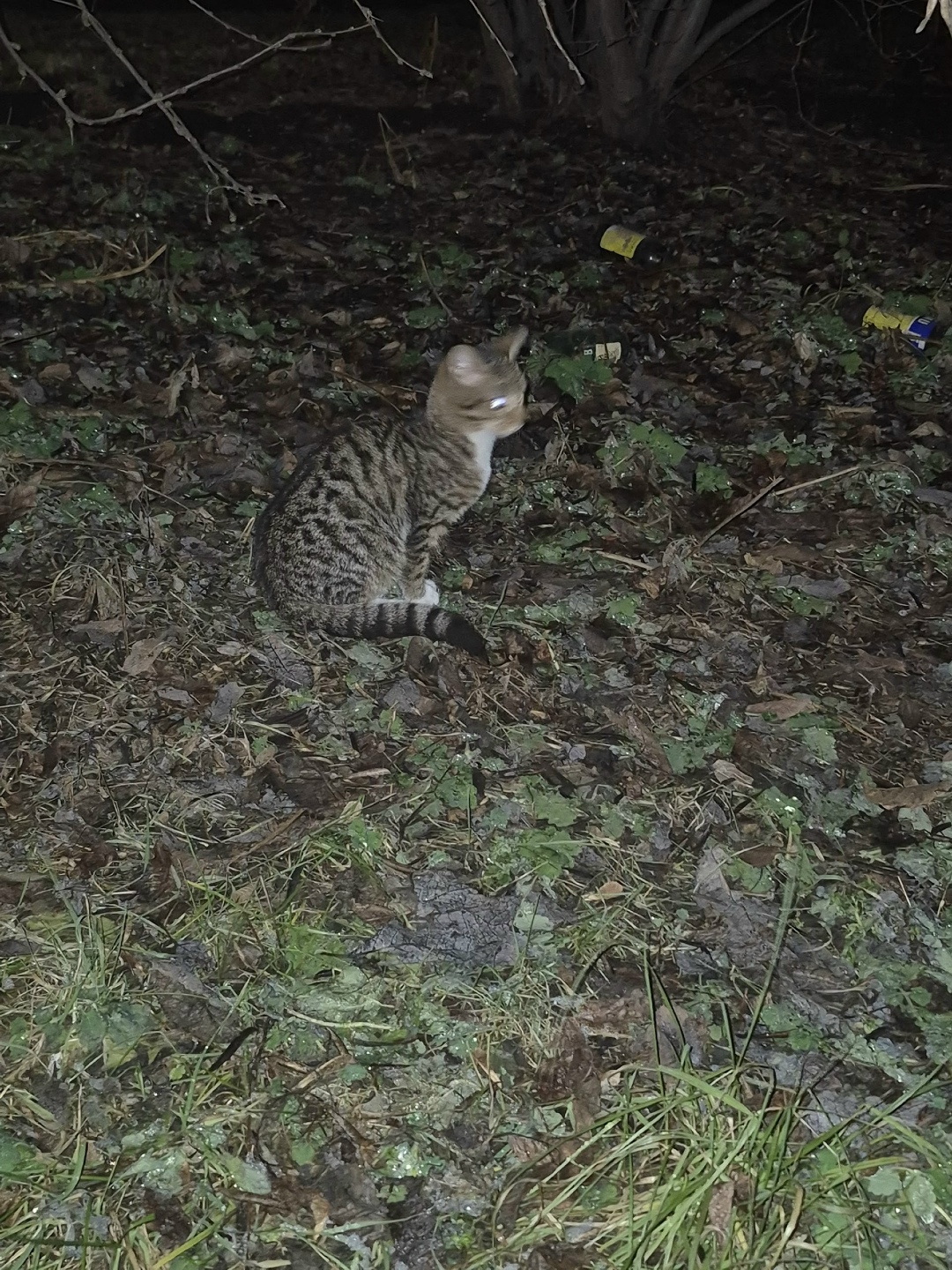 Пропала кошка в Каменске-Уральском — фото объявления