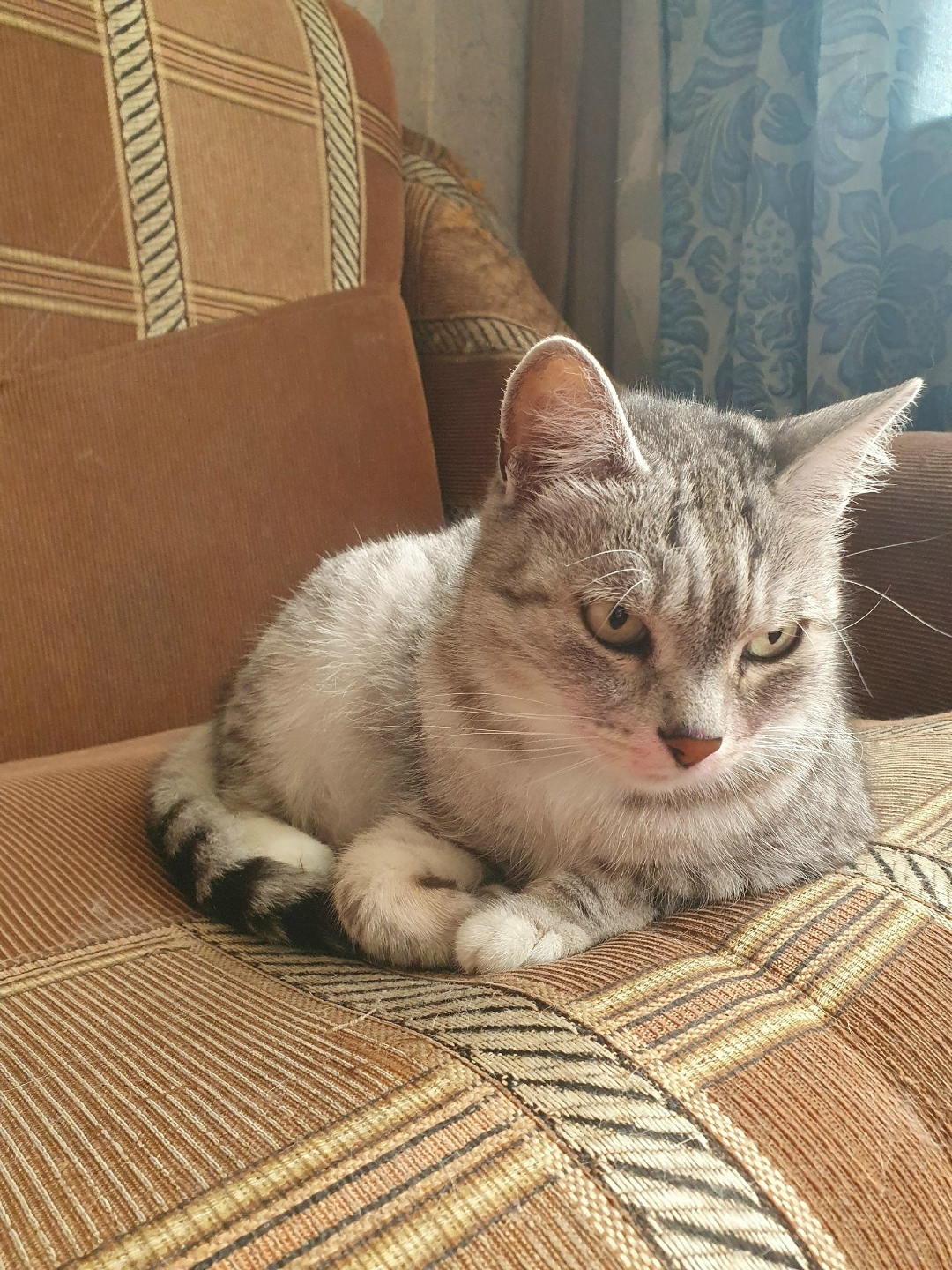 Пропала кошка в Каменске-Уральском — фото объявления