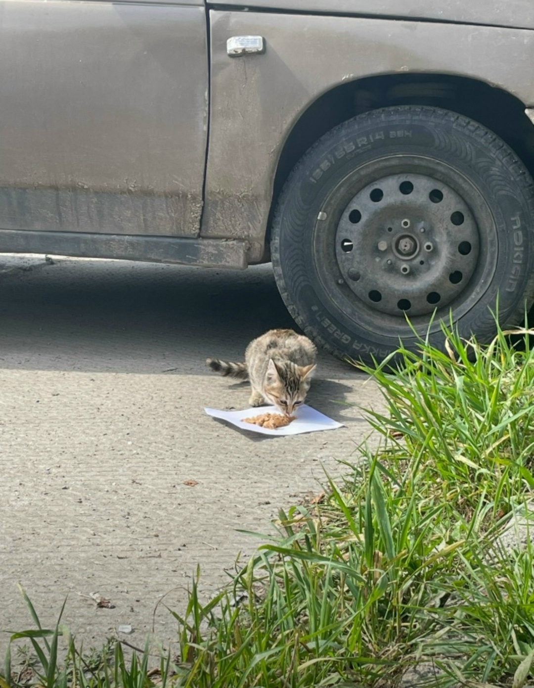 Найдена кошка в Каменске-Уральском — фото объявления