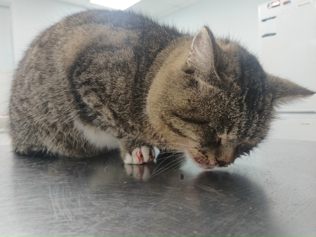 Найдена кошка в Каменске-Уральском — фото объявления