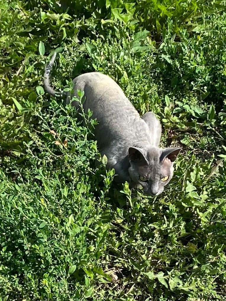 Пропала кошка в Каменске-Уральском — фото объявления