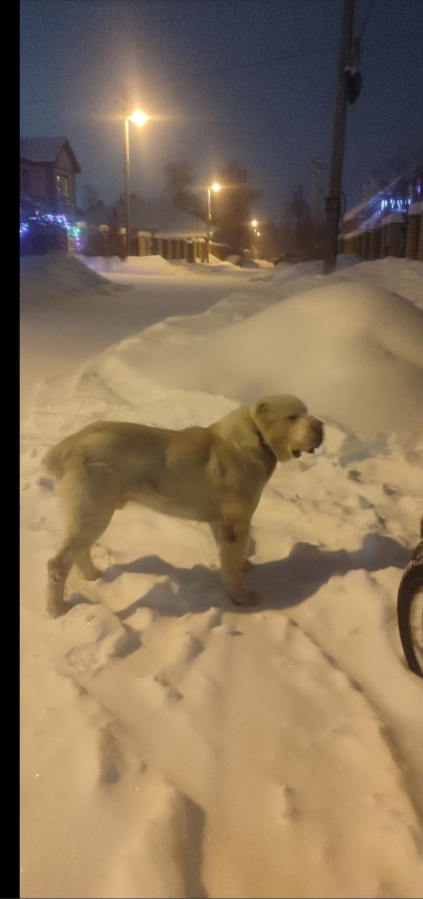 Найдена собака в Каменске-Уральском — фото объявления