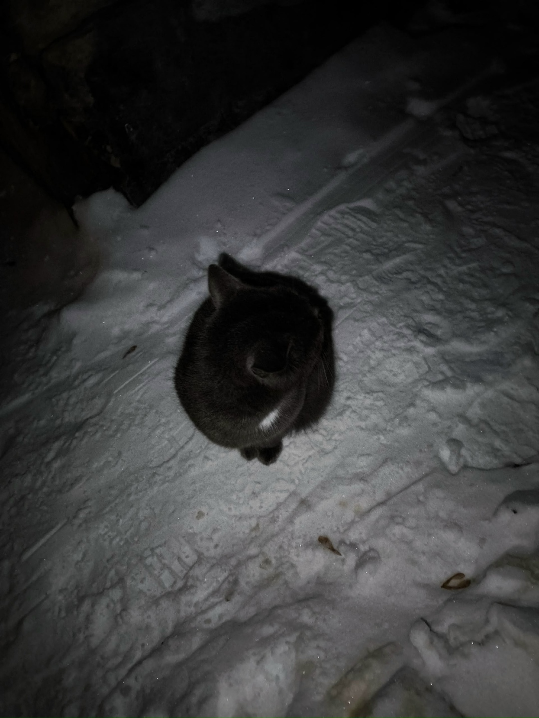 Найдена кошка в Каменске-Уральском — фото объявления