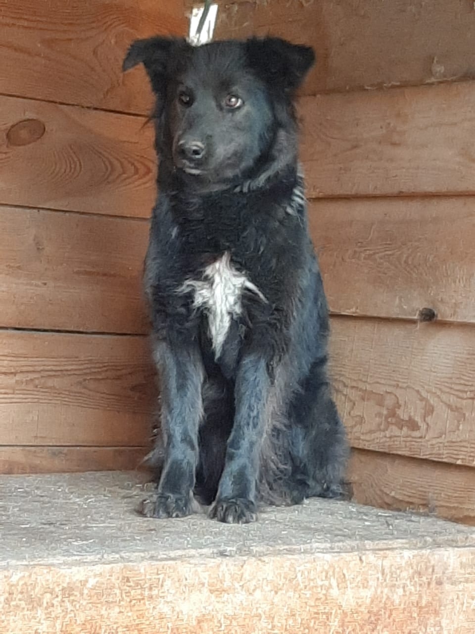 Найдена собака в Каменске-Уральском — фото объявления