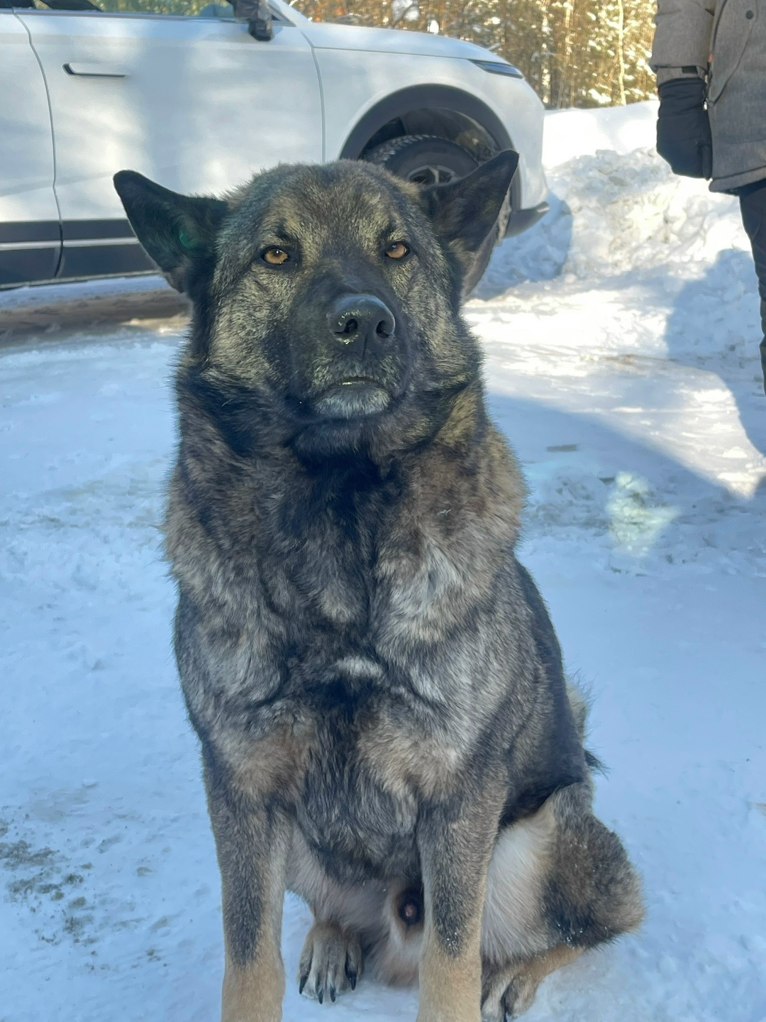 Пропала собака в Каменске-Уральском — фото объявления
