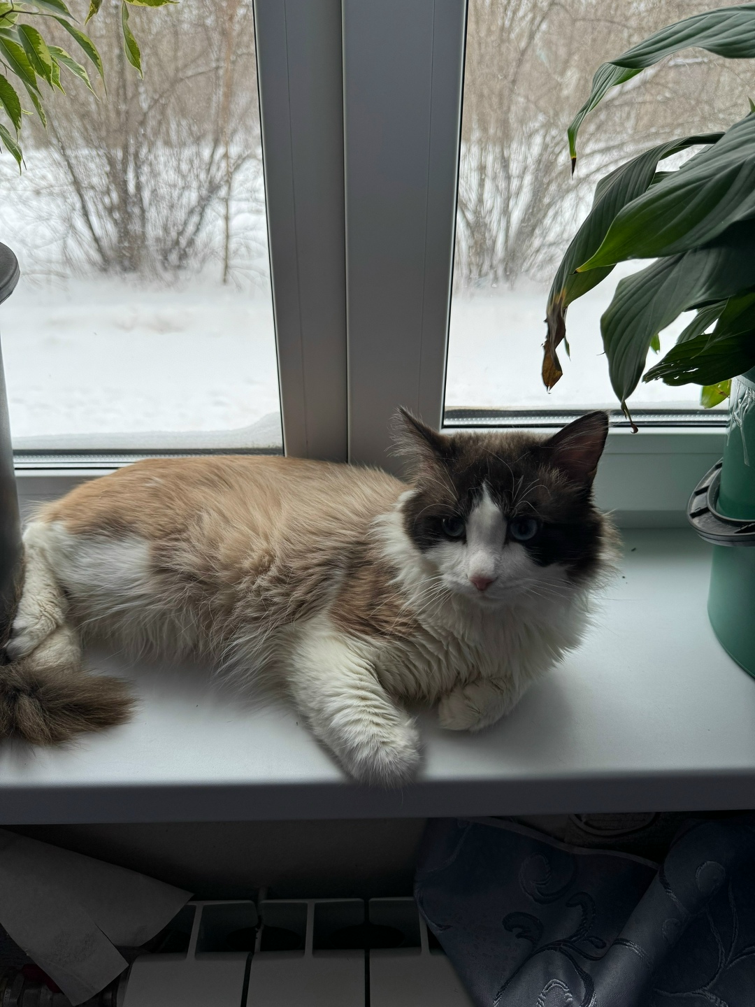 Найдена кошка в Каменске-Уральском — фото объявления