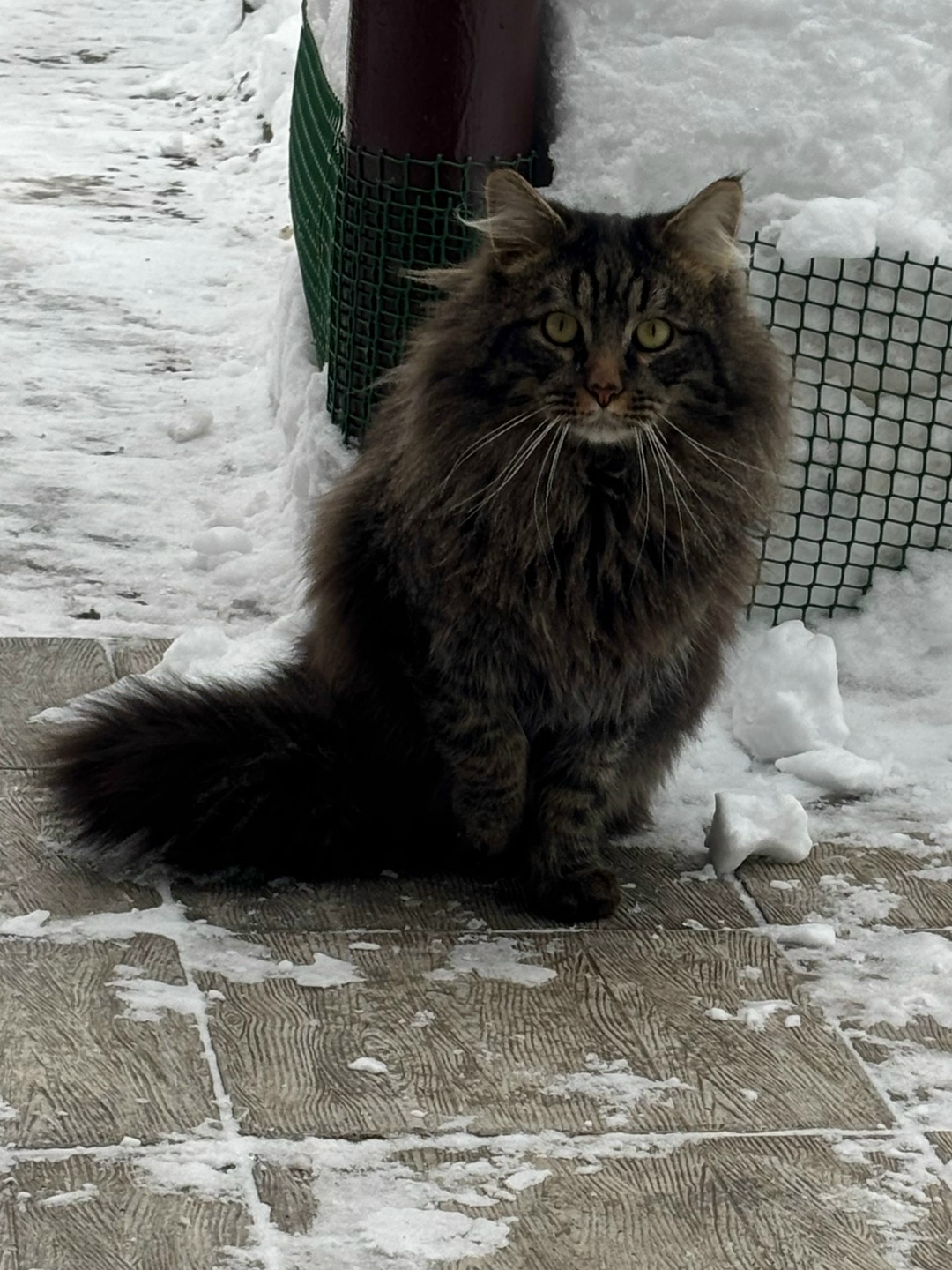 Найдена кошка в Каменске-Уральском — фото объявления