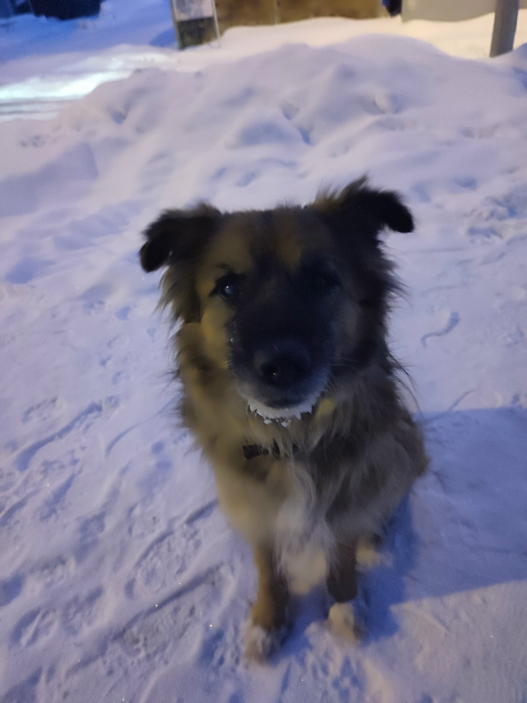 Пропала собака в Каменске-Уральском — фото объявления