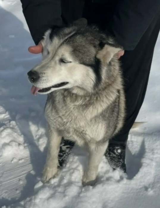Найдена собака в Каменске-Уральском — фото объявления
