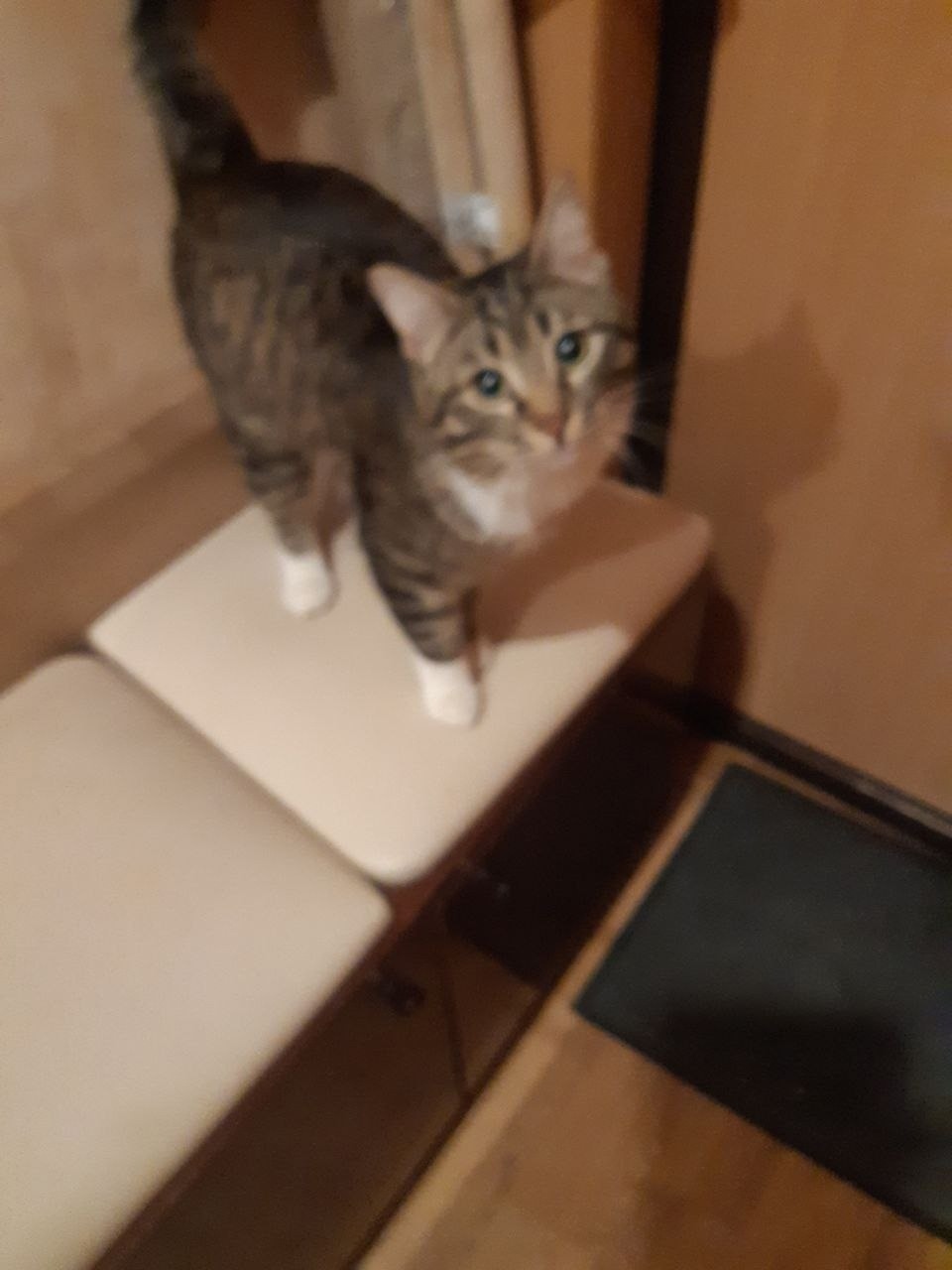 Найдена кошка в Каменске-Уральском — фото объявления