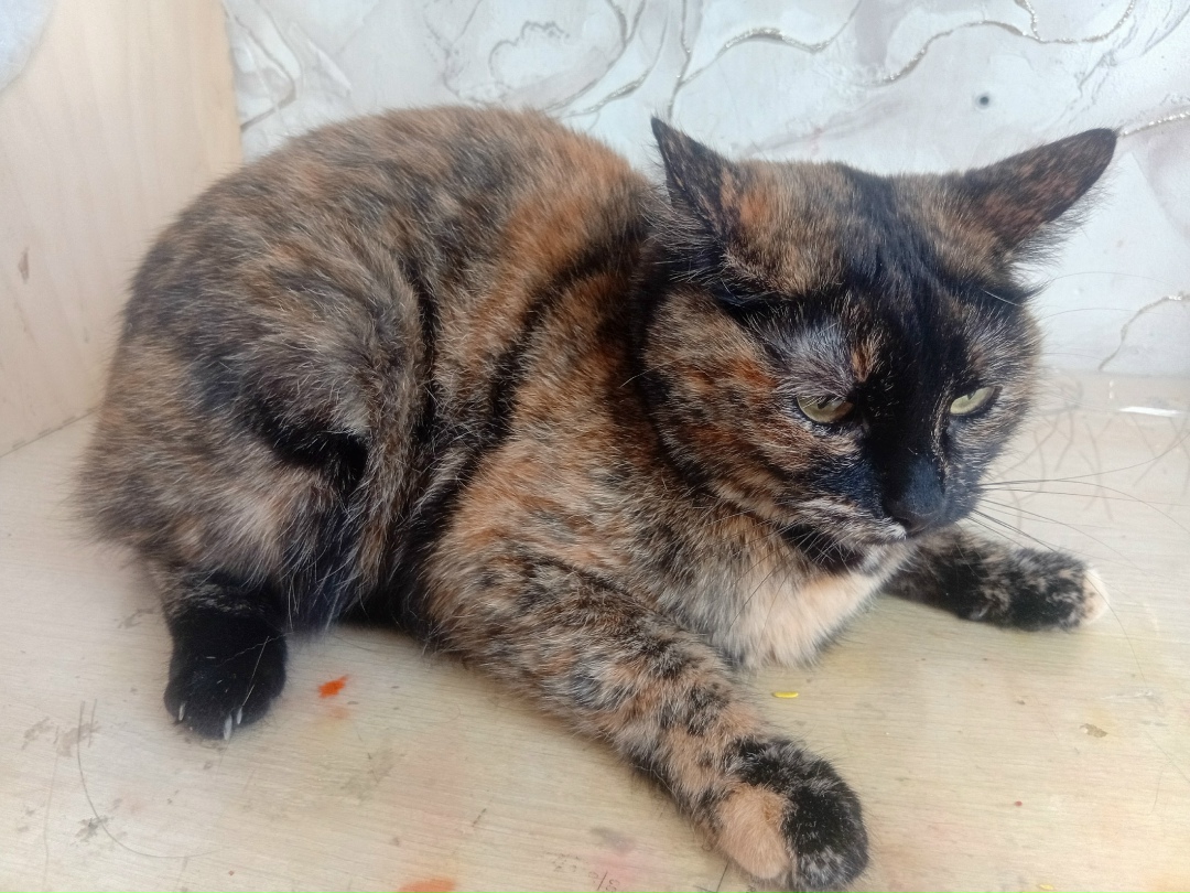 Найдена кошка в Каменске-Уральском — фото объявления