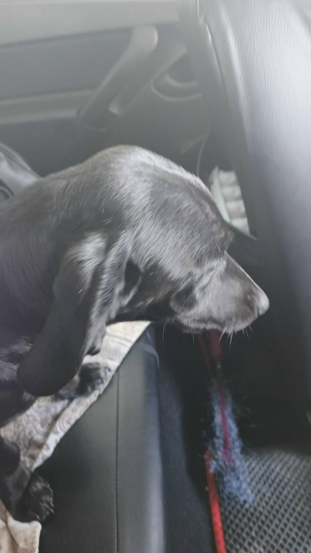 Найдена собака в Каменске-Уральском — фото объявления