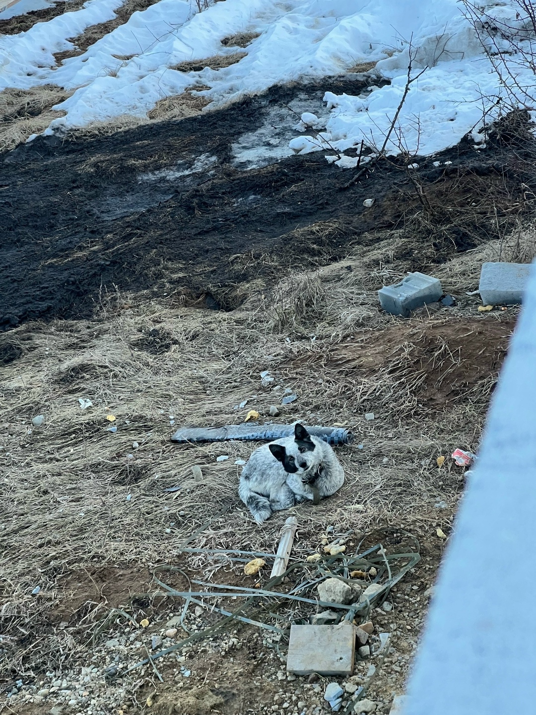 Найдена собака в Каменске-Уральском — фото объявления