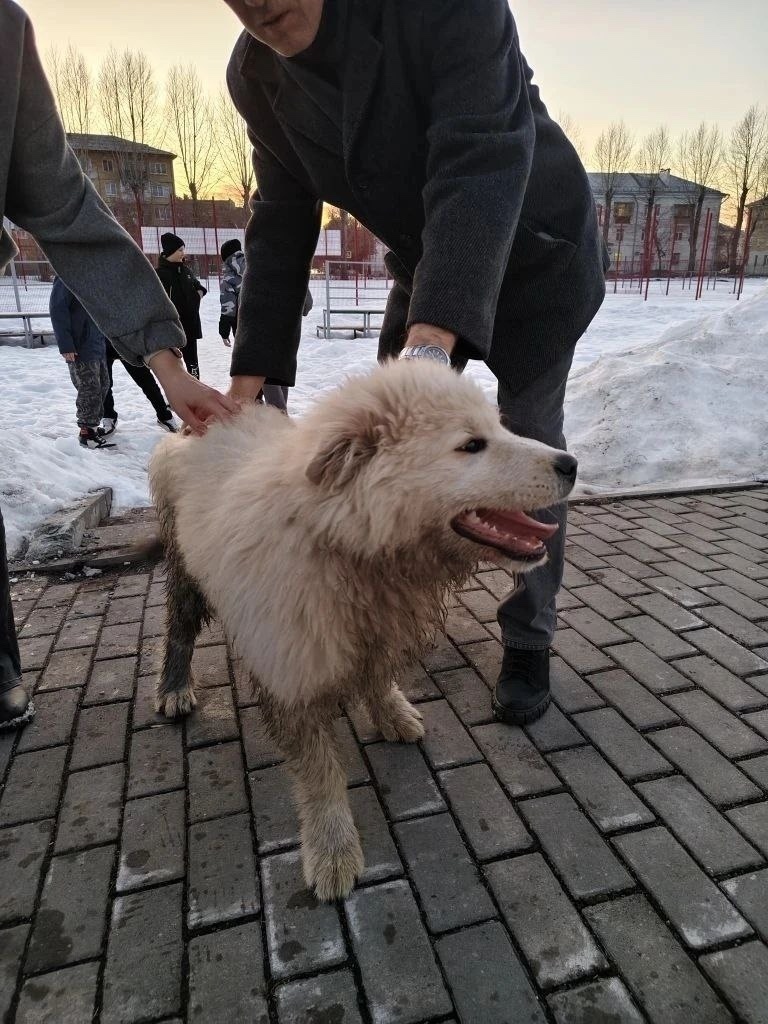 Найдена собака в Каменске-Уральском — фото объявления