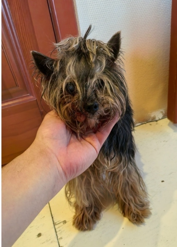 Найдена собака в Каменске-Уральском — фото объявления