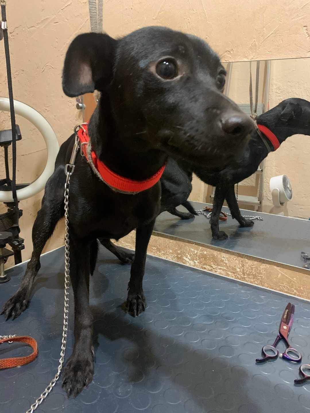 Найдена собака в Каменске-Уральском — фото объявления