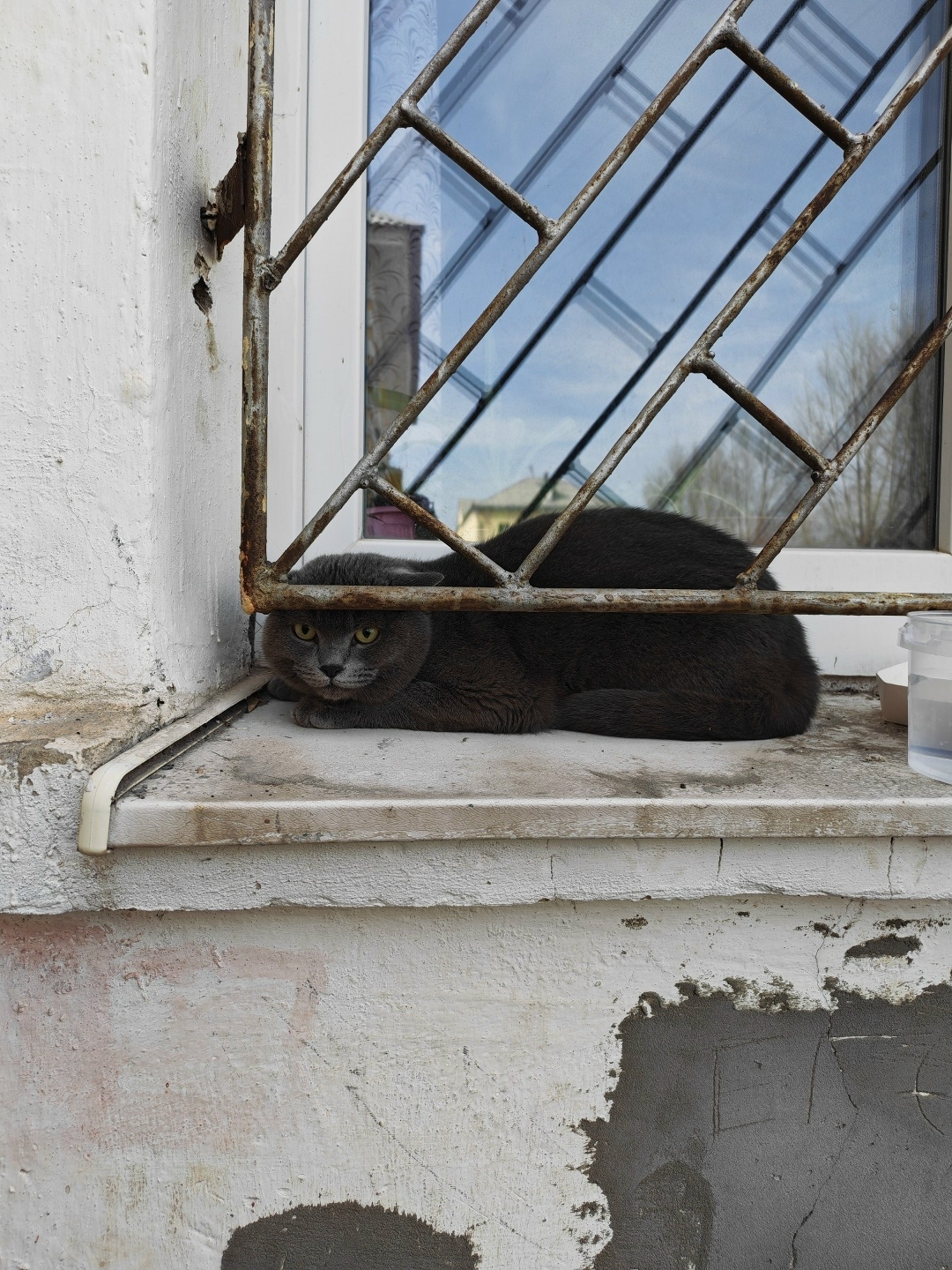 Пропала кошка в Каменске-Уральском — фото объявления