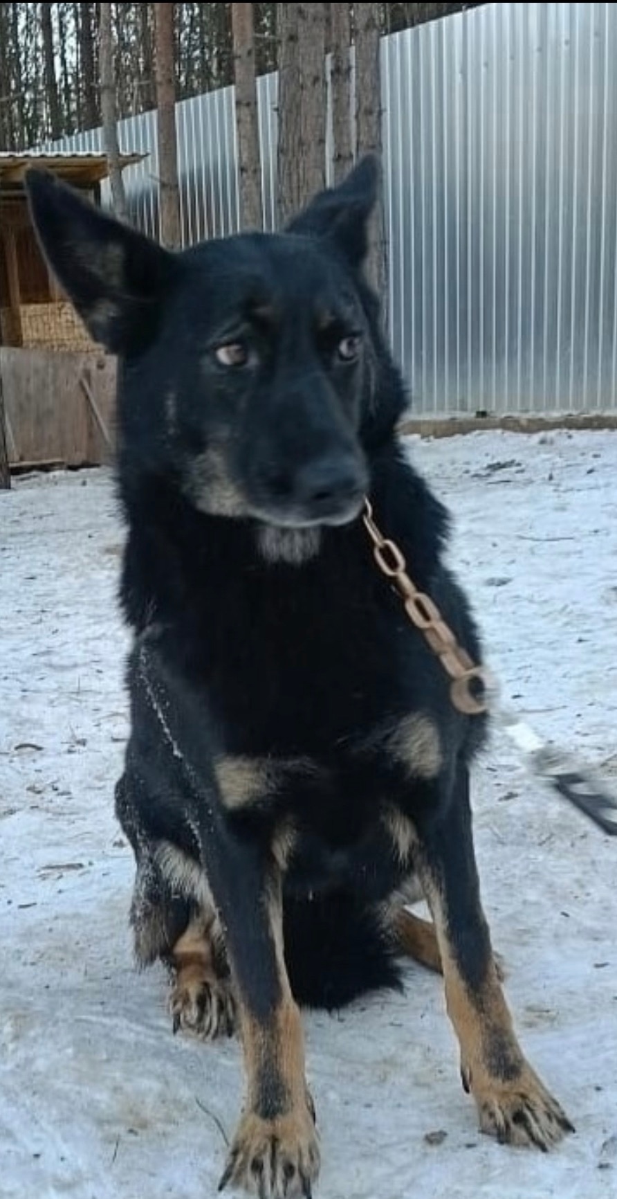 Найдена собака в Каменске-Уральском — фото объявления