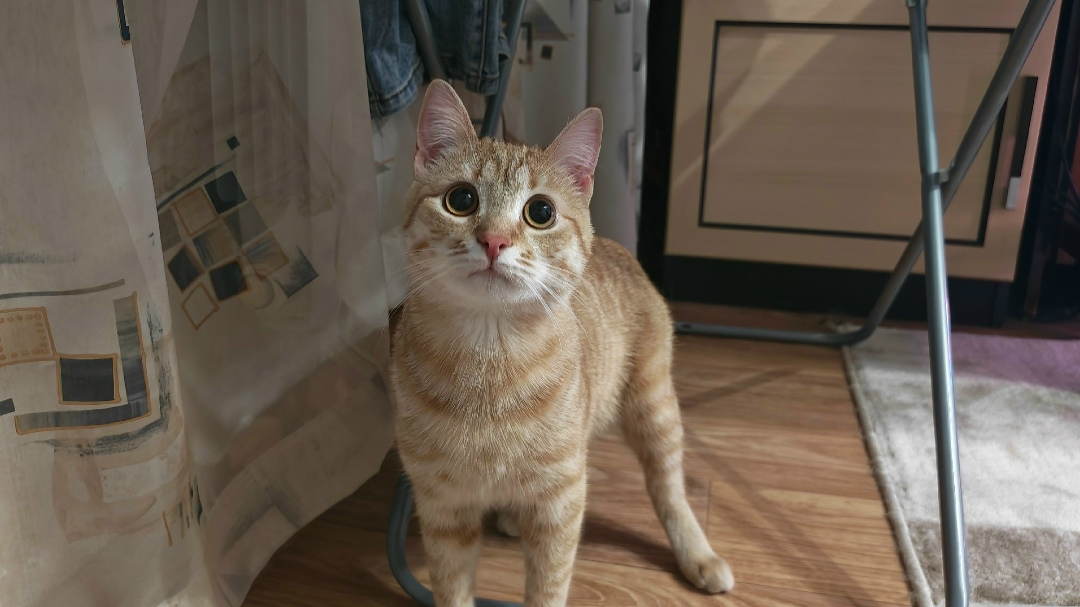 Найдена кошка в Каменске-Уральском — фото объявления