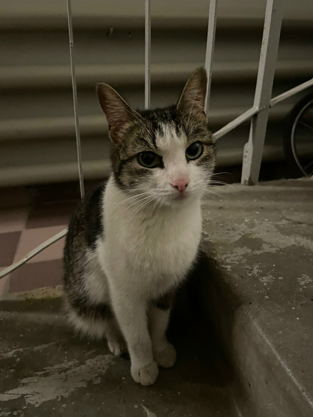 Найдена собака в Каменске-Уральском — фото объявления