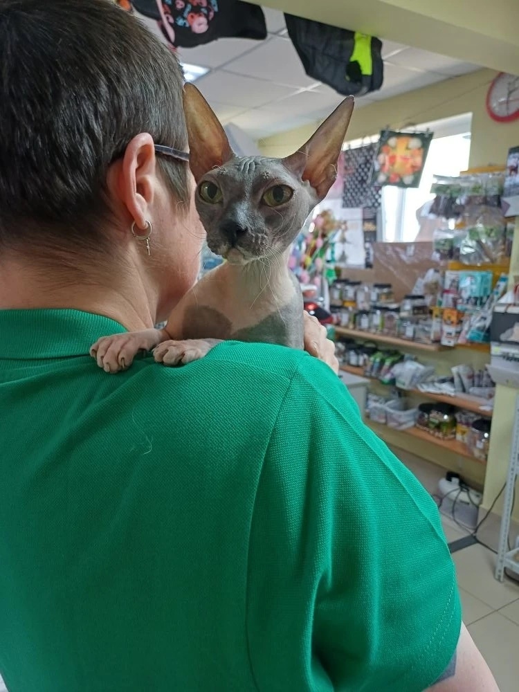 Найдена кошка в Каменске-Уральском — фото объявления
