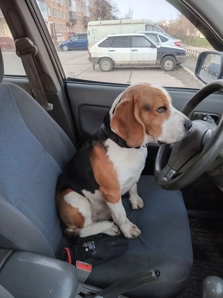 Найдена собака в Каменске-Уральском — фото объявления