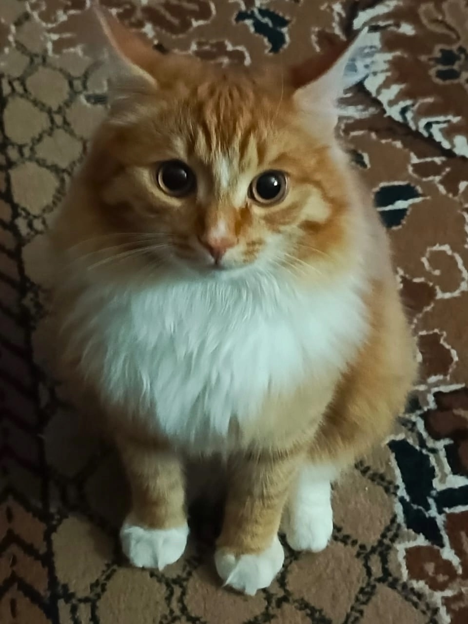 Пропала кошка в Каменске-Уральском — фото объявления