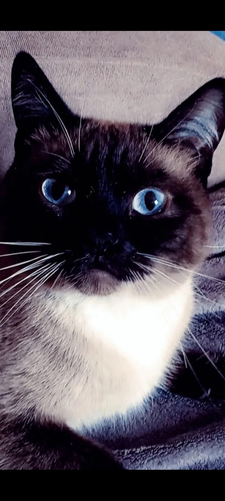 Найдена кошка в Каменске-Уральском — фото объявления