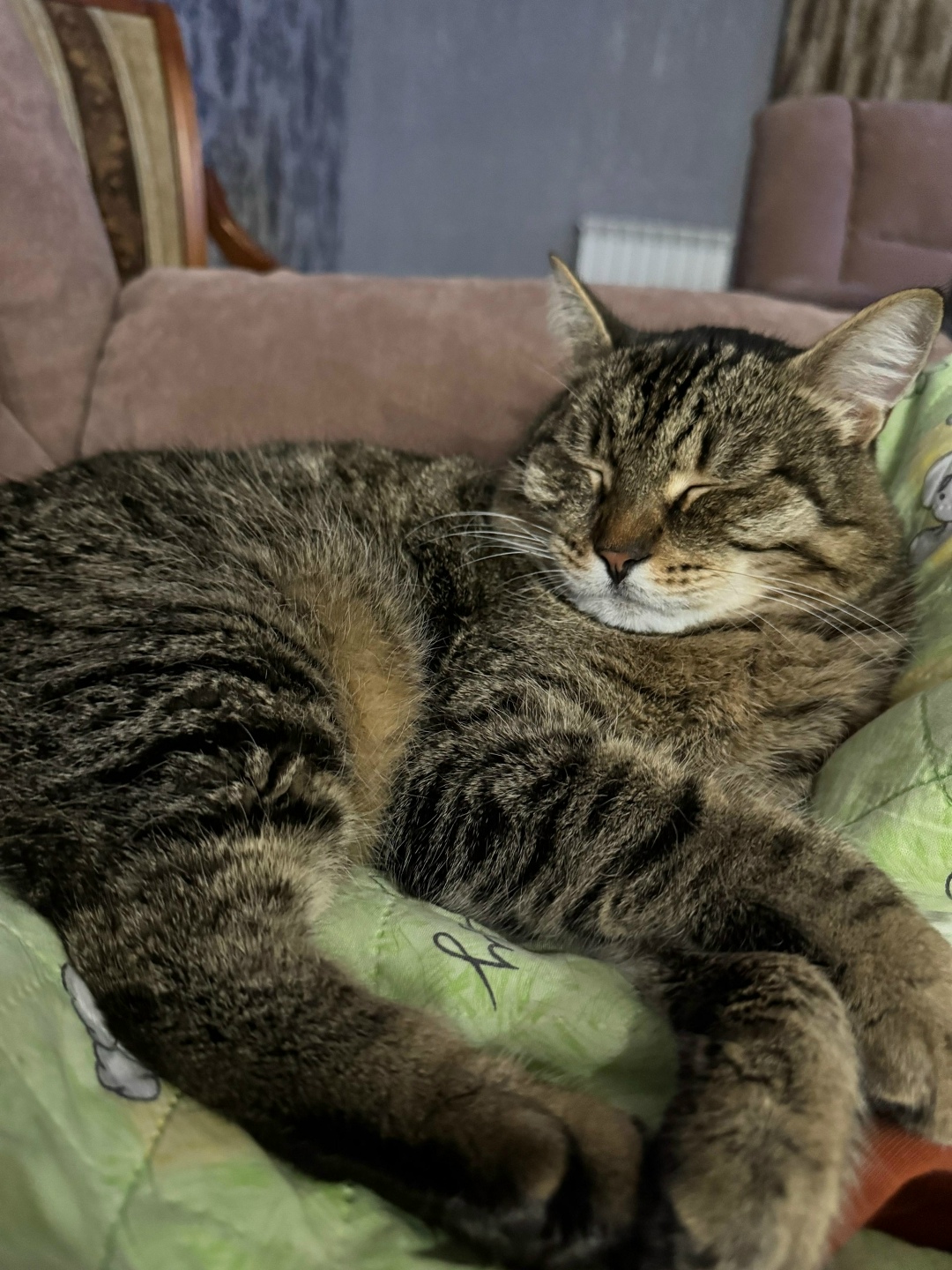 Пропала кошка в Каменске-Уральском — фото объявления